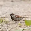 The House Sparrow loves **sand baths**. In the garden, you can set up a basin of fine sand.