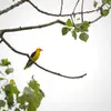The Eurasian Golden Oriole is about the size of a **blackbird**.