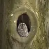 During the day, it **dozes** at the entrance of a **tree hole**.