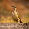The call of the European Green Woodpecker is like a **laugh "hu hu hu hu"**.