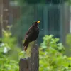 The Common Blackbird does not live in groups; it is a **territorial species**.