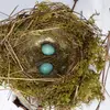 Its **nest** is made of **twigs, moss, and lichen**, forming a small **cup**.