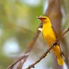 The Eurasian Golden Oriole eats **large insects, spiders, and small mollusks**.