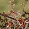 In the garden, the Dunnock prefers to settle in **thick hedges and brush**.