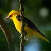 Hence its nickname of **"golden oriole"**.