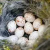 It can produce **two broods per year** of 6 to 12 white eggs speckled with rust.