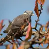 En **été et automne**, il trouve très facilement et plus rapidement dans les **champs de céréales**.