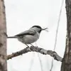 Like most tits, it is **insectivorous** in spring and summer and switches to a **granivorous** diet in late autumn and winter.