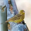 The Yellowhammer has a typical **"tsic" slightly metallic** call.