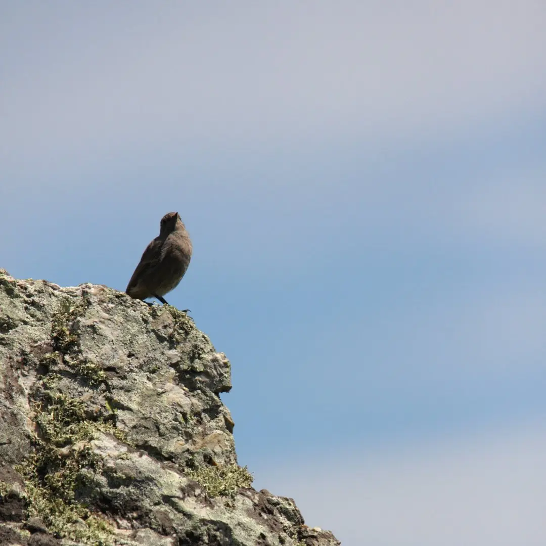 Black Redstart habitat