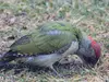 The European Green Woodpecker primarily feeds on **insects and larvae** found **on the ground**.