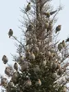 The waxwings **gather in flocks** to search for food.