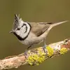 The European Crested Tit has a fairly thin black **collar** and a small black **bib**. It has a small black **crescent** on its white cheeks.