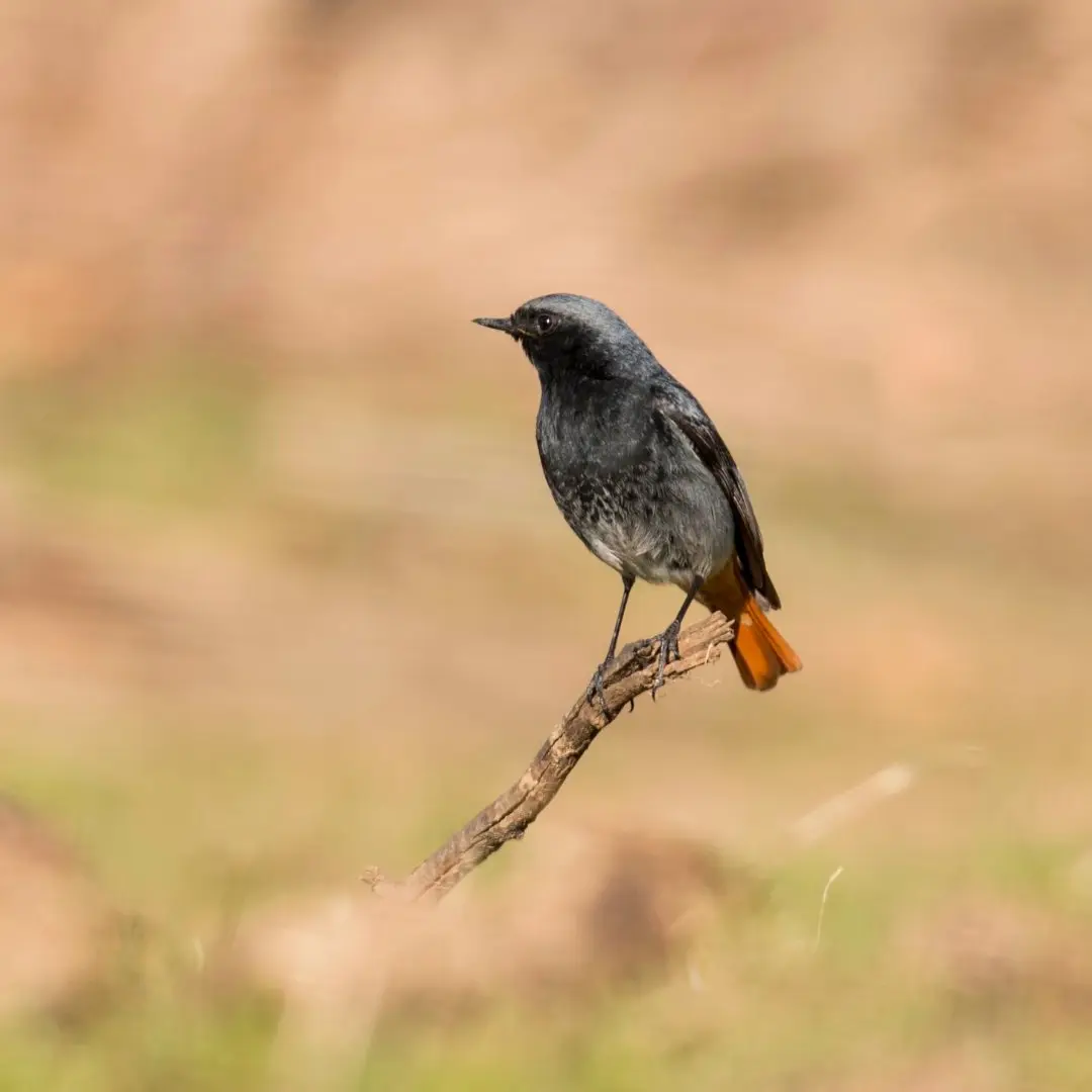 Black Redstart behavior perched