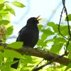 The blackbird's song is used to **mark its territory** and attract **females**.