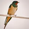The Barn Swallow is **a bit larger than the Common House Martin**.