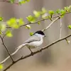 The **Marsh Tit** sings a rapid repetition of sharp and **short** sounds very **quickly** (8 to 19 repeated notes).  "tyip tyip tyip tyip tyip tyip tyip tyip..." At the end of the clip are cries "pistiou dèdèdè".