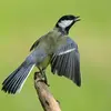 Birds sing to **mark their territory** against rivals and to **attract females**.