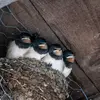 The breeding season of the Barn Swallow extends from **April to September**.