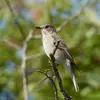 The Spotted Flycatcher lives in **sparsely wooded** deciduous, coniferous, or mixed areas (allowing space between trees and light passage).