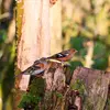 They are often seen with **Bramblings**.