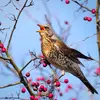The Fieldfare has various calls. The most **common** is a **"tra tra tra"**.