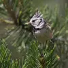 Like the Coal Tit, in the good season, it seeks **small insects, larvae, and spiders** in the **upper parts of trees**.