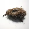 Its **nest** is made of **twigs and moss**, forming a small **cup**.