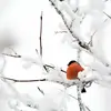 The Eurasian Bullfinch wintering here, **from Northern Europe**, has a slightly different call, a **trumpet-like "hip"**.