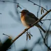 The European Robin is one of the **first and last to sing** due to its large eyes, which allow it to see in low light.