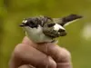 The European Pied Flycatcher has a **dark brown to black** head with a **white spot on the forehead**.