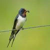 The Barn Swallow eats only **flying insects** (60% flies).