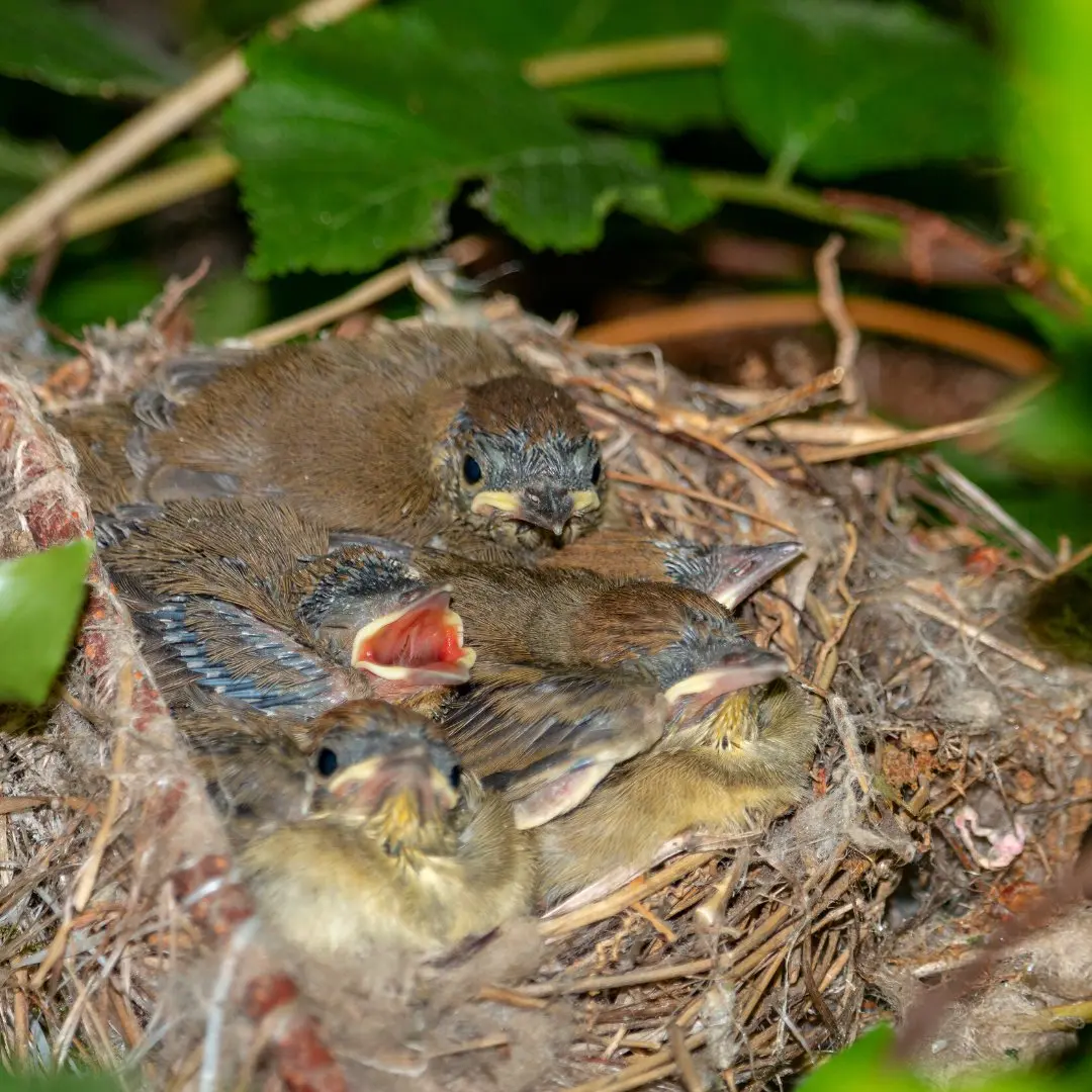 Nest van een zwartkop met eieren