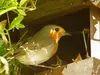 The European Robin prefers **open or semi-open nest boxes**, placed low so it can stay close to the ground.