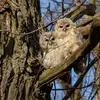 The breeding season of the Tawny Owl extends from **February to August**.