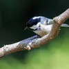 It is distinguished from the Great Tit by the **lack of yellow** on the belly and the **white patch on the nape**.
