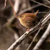 The Eurasian Wren is easily recognized by its silhouette: a **small** body that is **round** with a **short tail** often **upright**.