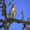The Mistle Thrush emits a **harsh, buzzing call** "gre-gre-gre" all year round. Here, an alarm call...