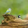 The Great Tit can **imitate** the call of other tits (blue, marsh, coal).