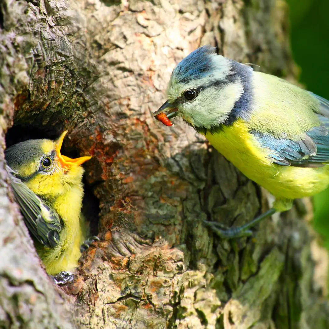 Eurasian Blue Tit nest and eggs