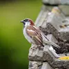 The House Sparrow lives near **habitations**, in cities and in the countryside.
