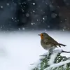 The European Robin is a **great loner**. It defends its territory all year round, even in winter.