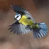 It might also choose to **migrate a short distance** to a milder climate to find more **food**. This is the case with the Eurasian Blue Tit living in the mountains.