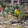 The European Green Woodpecker is the **size of a pigeon**.