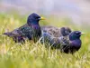 The Common Starling is **very sociable** which helps it find **food** more easily and be alerted to the presence of **predators**.