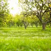 Maintaining **old orchards** may help conserve the species.