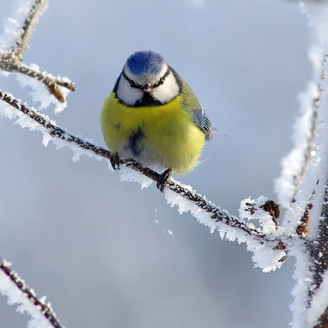 Eurasian Blue Tit habitat