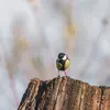 The Great Tit is much less adept at acrobatics than smaller tits like the Blue Tit.