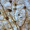 The Rook nests **in colonies**, high up in **tall trees**.