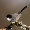 The Sardinian Warbler has a **black** head with **red** eyes.
